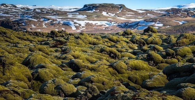 科学家|地球危险了？猫科动物集体向高处迁移，科学家警告：人类早该重视