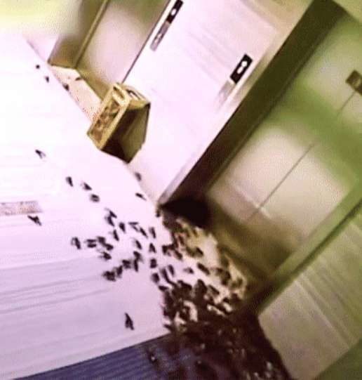 【小龙虾】女白领点20斤活虾下班忘带走，同事看到后惊呼：龙虾跑到办公室啦！