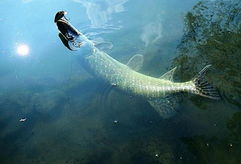 |钓鱼真的可以缓解压力吗？为什么会喜欢钓鱼？