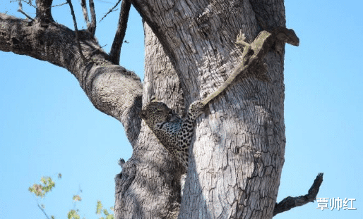 『巨蜥』巨蜥逃上树,但它忘了对手是谁,血染树干!