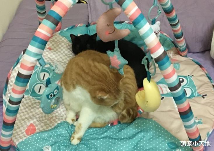 宝宝身边多了一只等身大鲷鱼烧，网友细看笑翻：好有才！