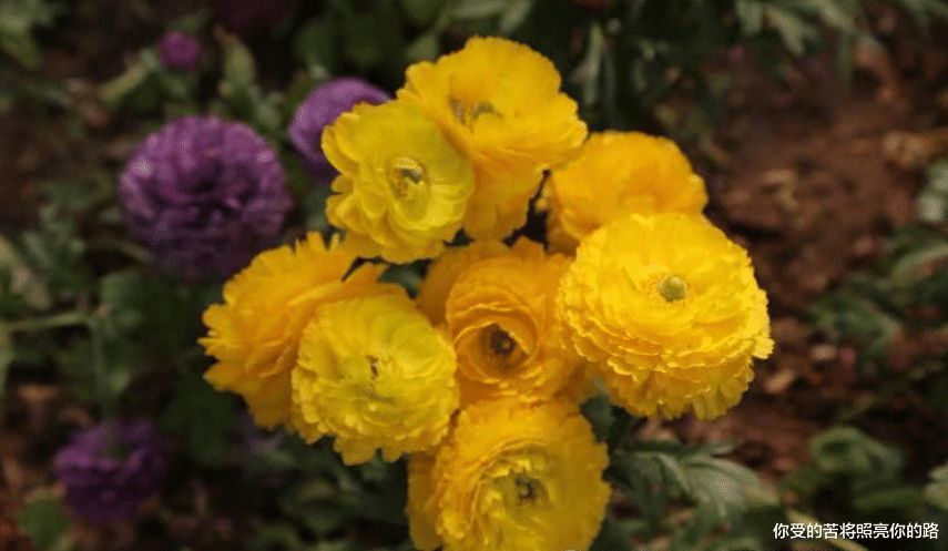 [生肖]6月开始好运暴涨，财运上涨，一顺百顺的生肖