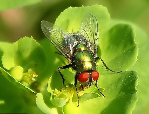 ■腐肉里的蛆虫是如何产生的？并非无中生有，它是真正的罪魁祸首