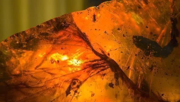 化石|世界上最尴尬的事，莫过于交配时变琥珀，4100万年后还要被围观！
