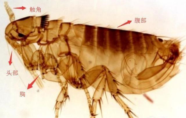 昆虫|为什么野外求生生吃昆虫要把头拧掉？有什么科学依据？