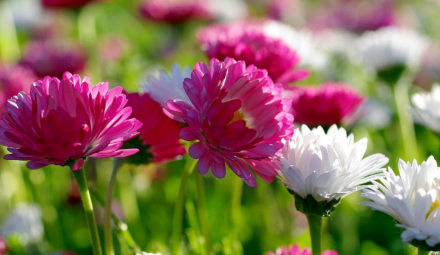 运势|9月5号开始此三属相运势暴涨,财运大开,事业红红火火