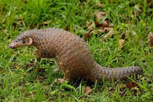 「苏门答腊」盘点世界上十种将面临濒危的物种