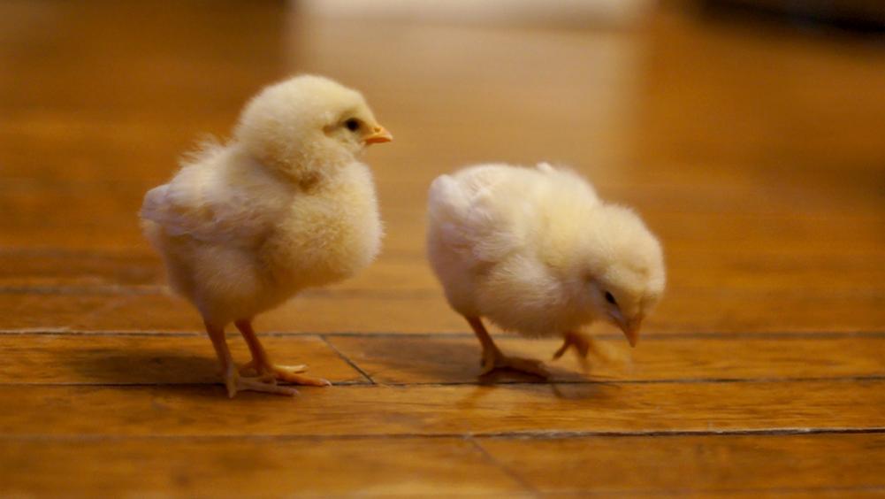 吃鸡吃鸡吃鸡,我们一起来吃鸡,好吃的东西要一起说三遍