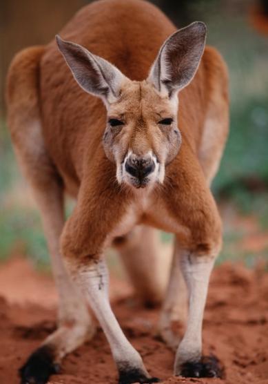 袋鼠|世界之最——动物之最（2）