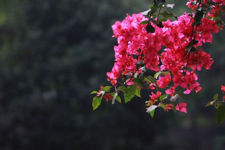 生肖|未来3年有好运缠身，财喜入命，顺风顺水，人生大逆袭的4大生肖！