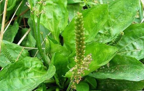 痛风|这种农村常见的野菜,是痛风的死对头,教你5种方法减低体内尿酸!