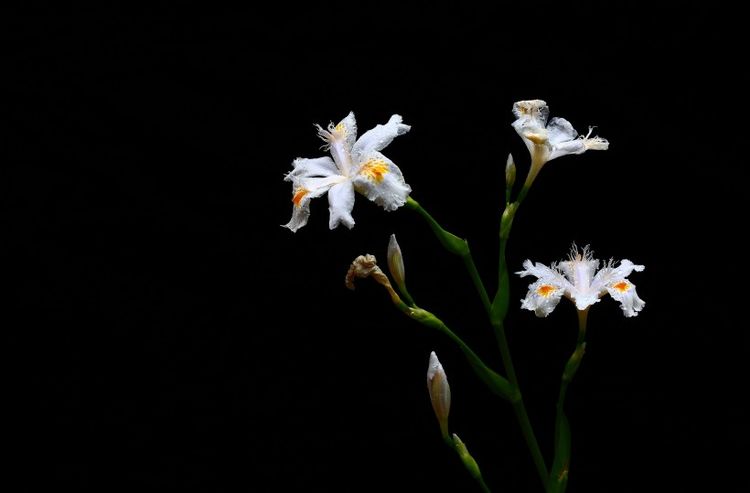 处女座|九月份开始，桃花铺满地，转角遇真爱，幸福牵手的四大星座！