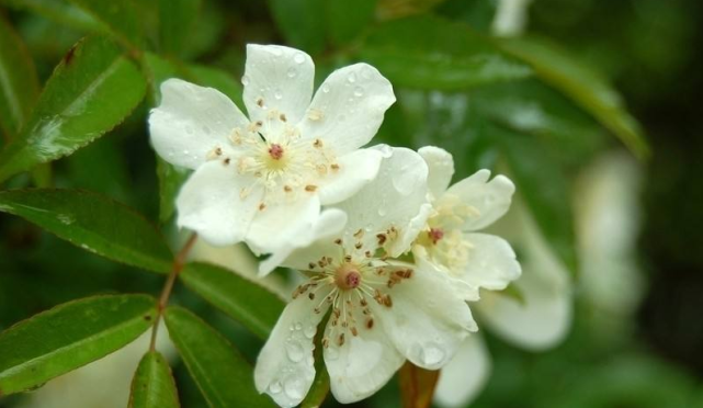 生肖|到了10月中旬事业运旺盛，吉星降临，富贵临门的三生肖