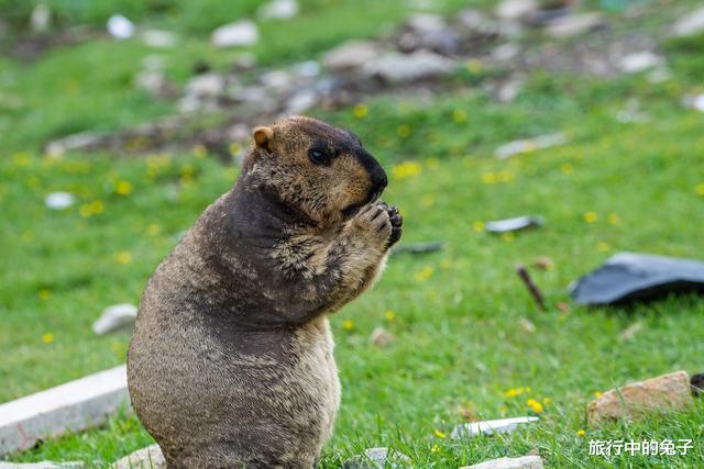 玛曲|甘肃小县城居然以黄河为名，母亲河在这里倒流800里，景色绝美