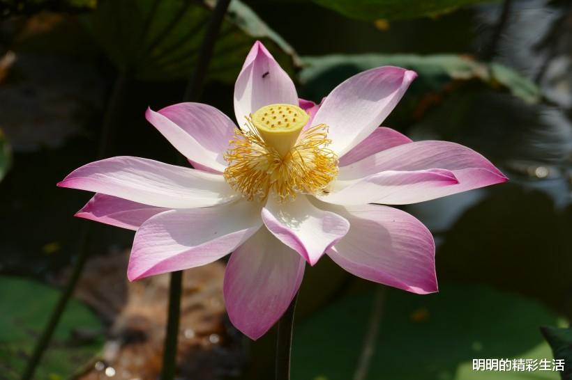 「」最近十天起到年底，财富渐入佳境3属相，财气旺，收获好运事业有突破