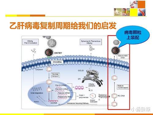 「生命周期」了解乙肝创新药靶点，靶向病毒生命周期，有望实现功能性治愈