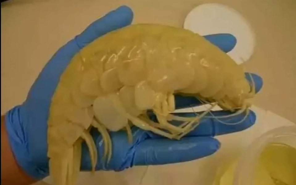 『核辐射』在经受核辐射的日本，发现的怪异生物