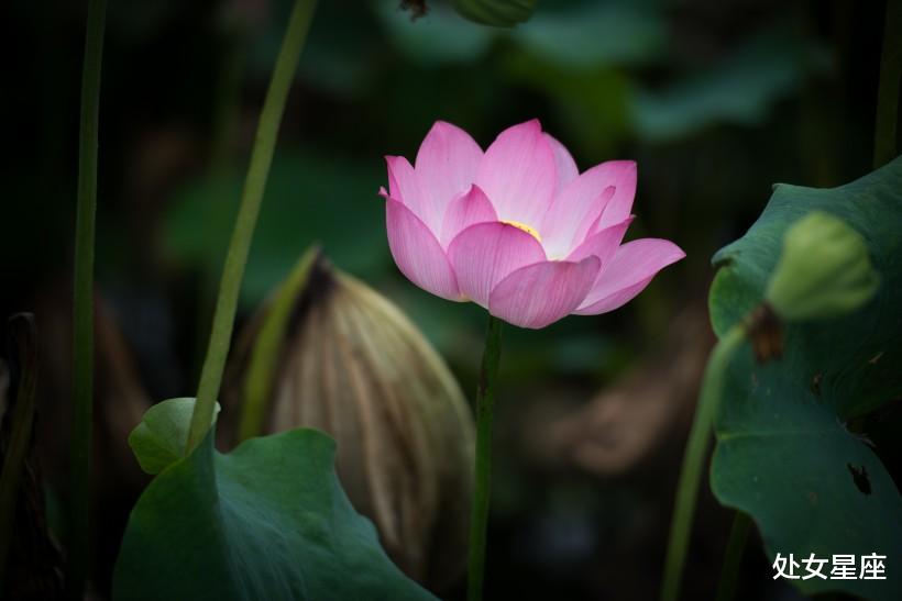 【属龙】6月28号，最惹不起的3生肖，日子顺遂，财运旺到发紫