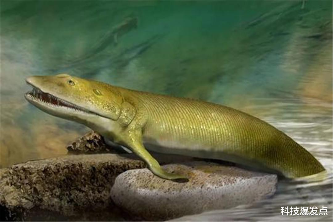 化石|3亿年前人类是一条鱼?人类生命起源,真的是世纪骗局吗?