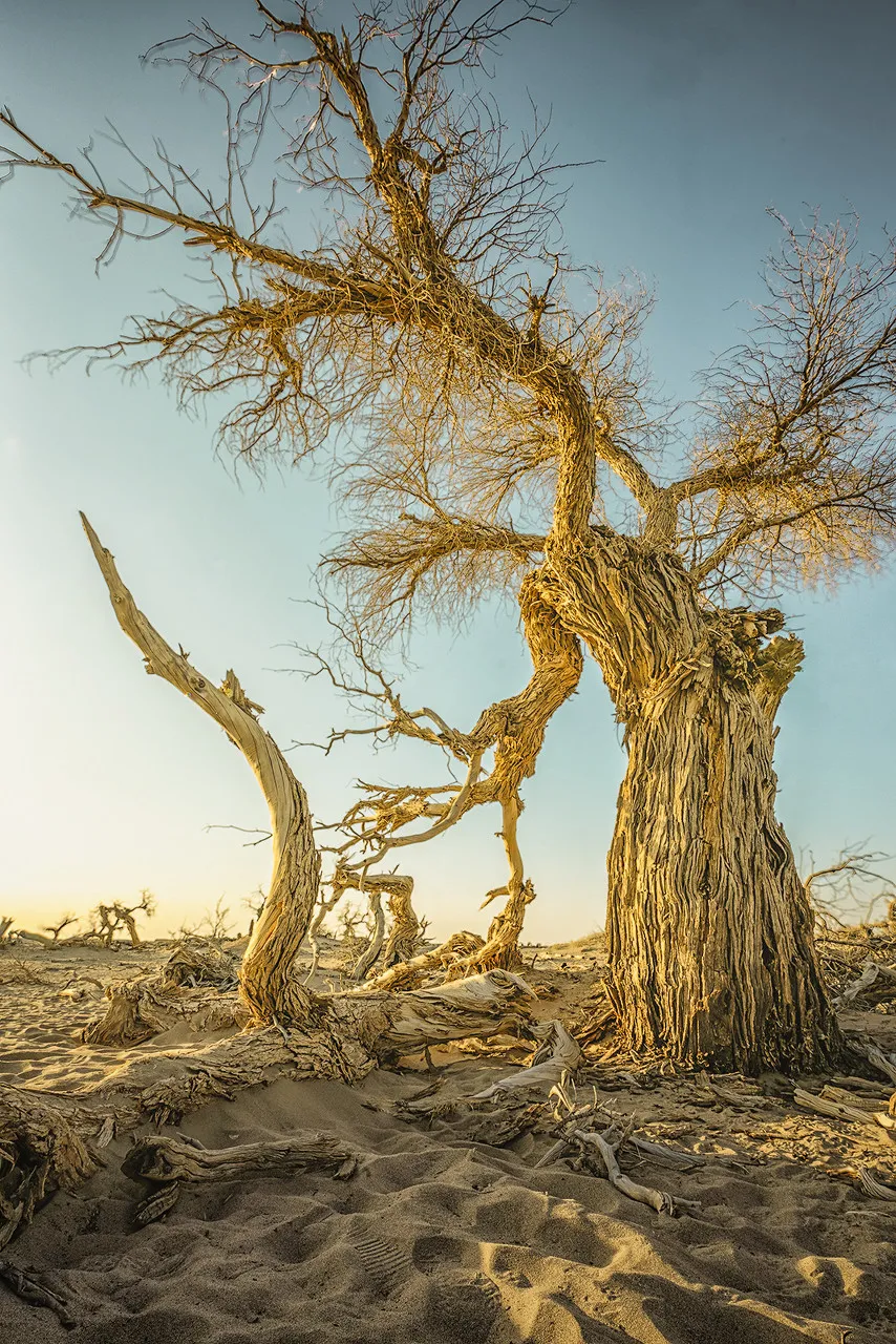 额济纳|忽然,想去额济纳了