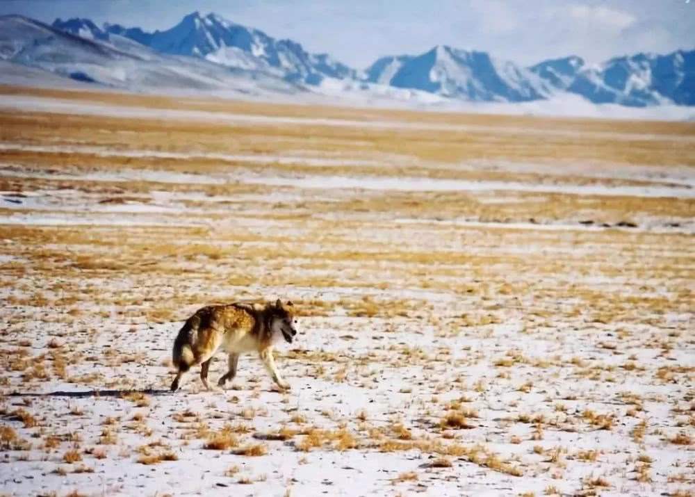 自驾■棕熊将女子从帐篷内叼走咬死，自驾川藏无人区，那些必须注意的事