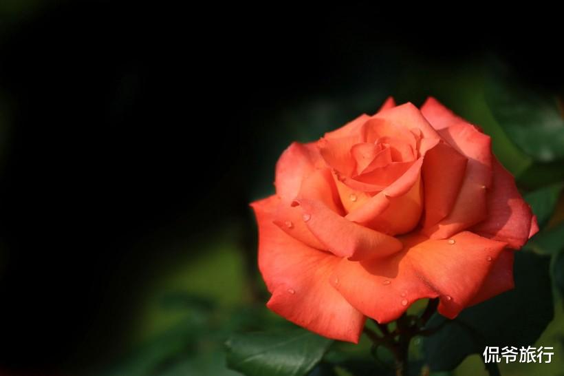 『运势』穷日子到头，独得财神恩宠的生肖，6月17号运势喜上眉梢，快来接