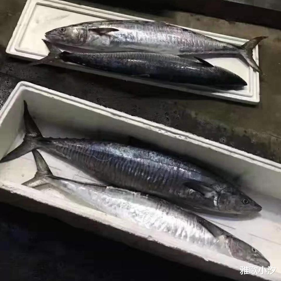 马鲛鱼|海边人买鱼，专挑这6种，最后一种，它的鱼肝被评为世界50大美食