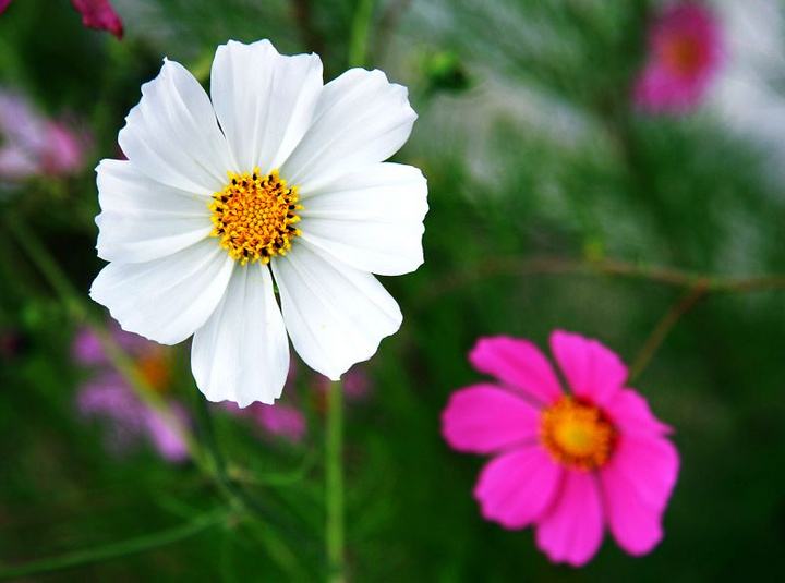 生肖|9月初,缘分与桃花红鸾星动,真爱突然降临身边的四个生肖