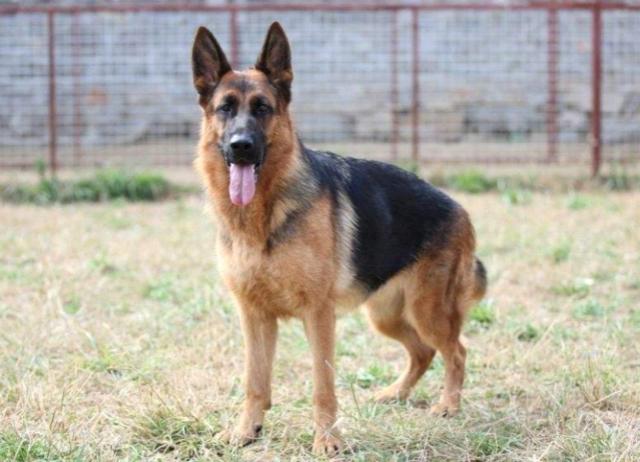 主人要搬家去外地，将狗狗卖给别人，隔了两天狗狗自己跑回来了