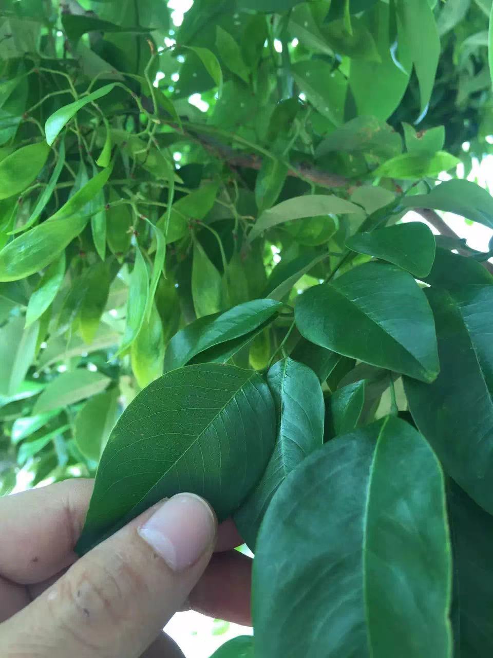 为什么海南黄花梨在其他地区无法种植?原因是这个,你知道吗?