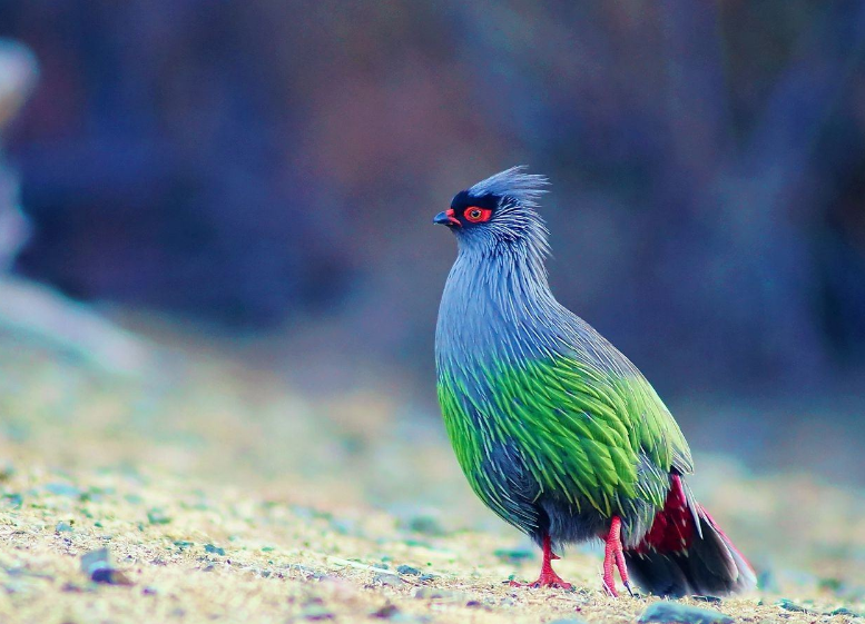 |西藏发现奇怪生物，性格倔强不屈服人类，被抓住就绝食自尽