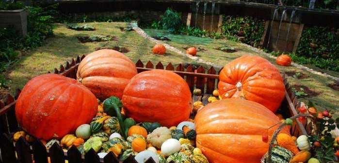 后代|人类丁丁为啥一脸「蘑菇样」？无意撞脸还是进化上的优势？