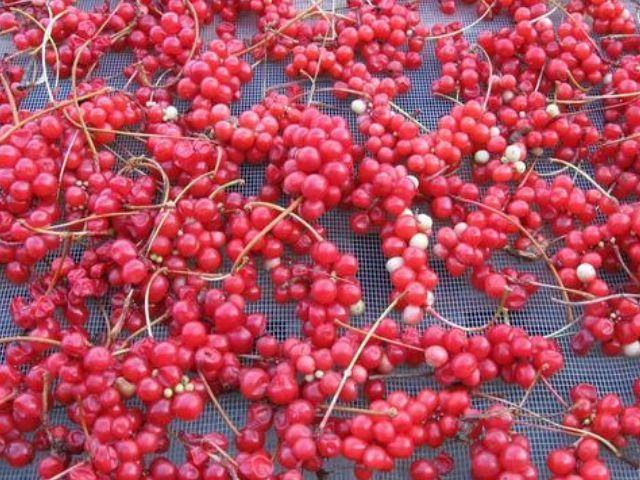 咳嗽|一个良方大补虚劳，只需1味药，就能补全身，养好五脏六腑