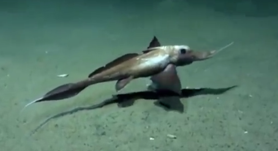 陨石|在冰中发现的神秘物体，你知道它们是什么吗，你对哪个影响深刻呢