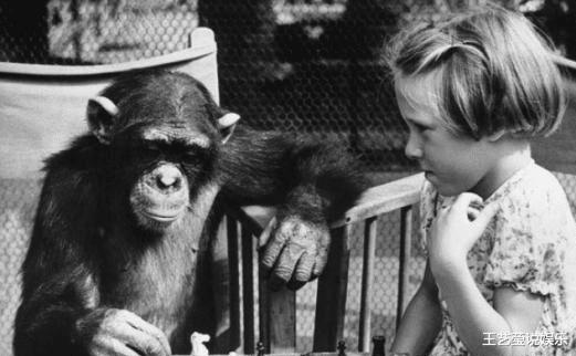 黑猩猩@曾和人类婴儿一起长大的黑猩猩,认为自己是人类,后来怎么样了?