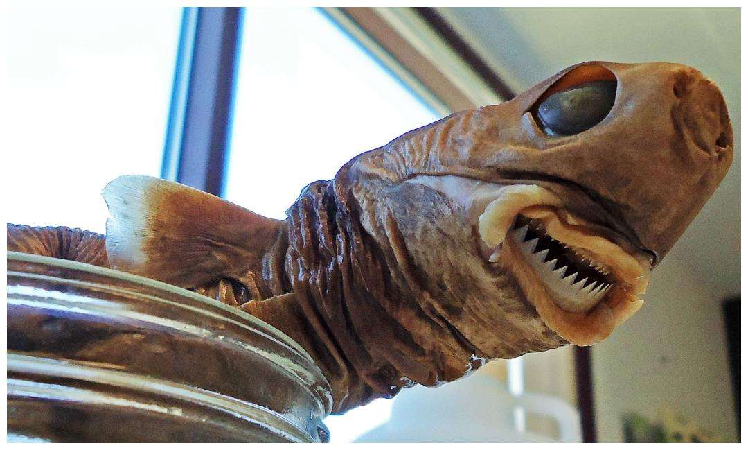 「盲鳗」球上七大最恐怖的动物嘴，雪茄鲨“不辱使命”，企鹅也上榜