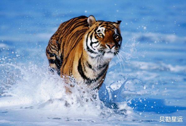 算命|110岁算命大师说了：属虎人10月底要祸从天降，能躲过后福无穷！