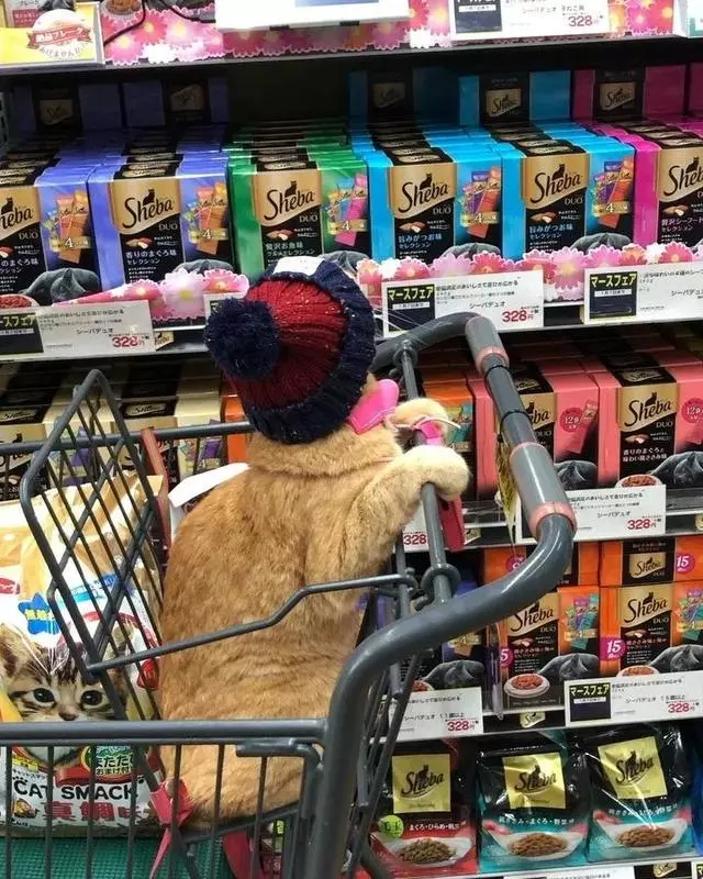 喜欢逛超市的橘猫！这乖巧认真的画风，也太萌了吧！