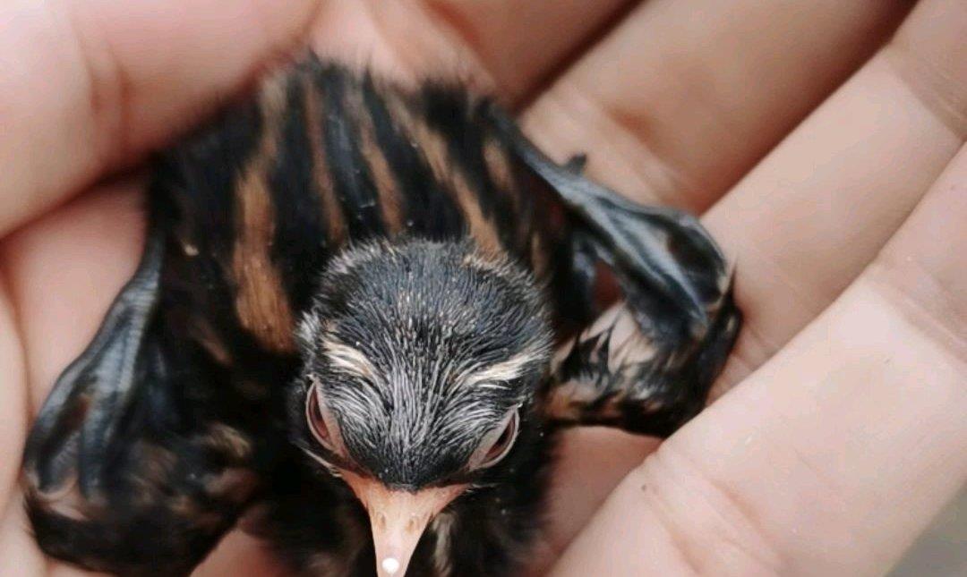 ##在河边钓鱼，偶遇一只小动物，还以为是小鸭子，原来竟是一种鸟