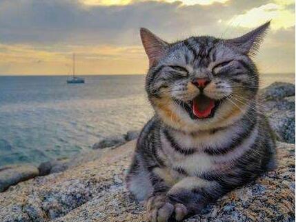 猫咪“开心”时，都会有这5种表现，你家猫有吗？