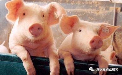 「生猪价格」2020年7月01【全国猪价】上涨趋势不变！11省突破19元！