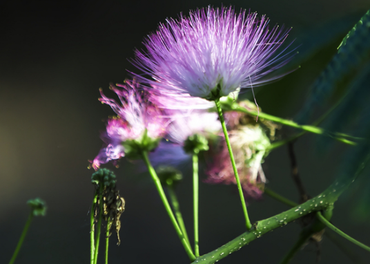 「锦上添花」5月下旬财星关照，4属相生财有道，正财横财齐发，生活锦上添花
