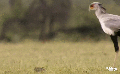 毒蛇|\那些以毒蛇为零食的“蛇类克星”，不是在吃蛇就是在吃毒蛇的路上\