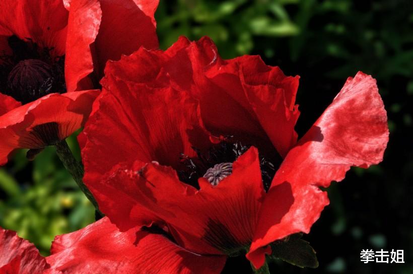 万事如意▲最近一周，好运如影随形，3生肖“浴火重生”，财运鲤跃龙门