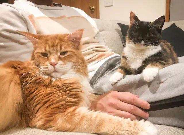 当大体型缅因猫遇上橘猫的基因，巨型“橘猪”没错了