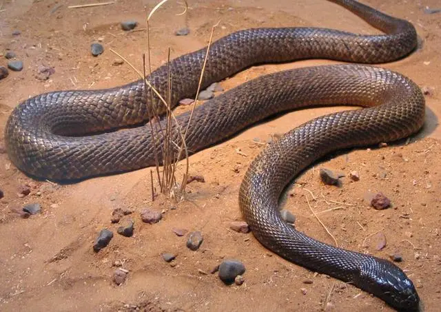 「蜘蛛」细数全世界十大剧毒的动物! 第一很艳丽, 第九却是难得的美食