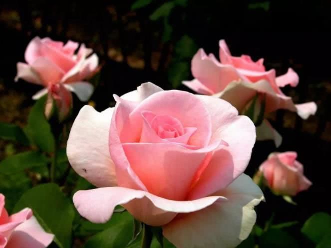 运势|9月开始财运不落后，横财如雨，家旺事业兴的四大属相