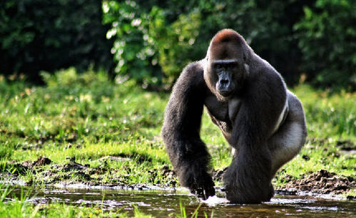 蛋白质|为什么吃素的大猩猩没有蛋白粉却一身肌肉比人类都强壮？