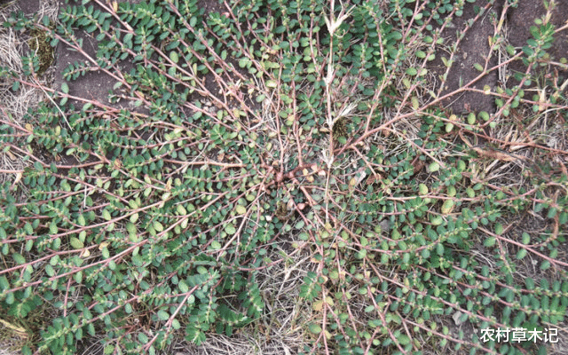 『蜂蜜』生在路旁被踩踏，价值却很高，30元一斤，你们认识吗？