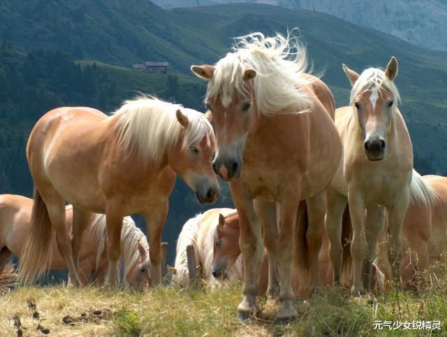 「牛肉」为什么马肉几乎没人吃？关于马肉的浅析，看完后涨知识了